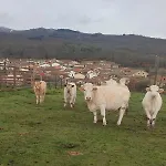 Regajo Lobos San Bartolome de Bejar