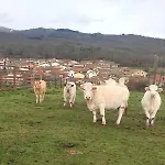 度假居 Regajo Lobos *