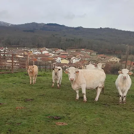 Regajo Lobos San Bartolome de Bejar