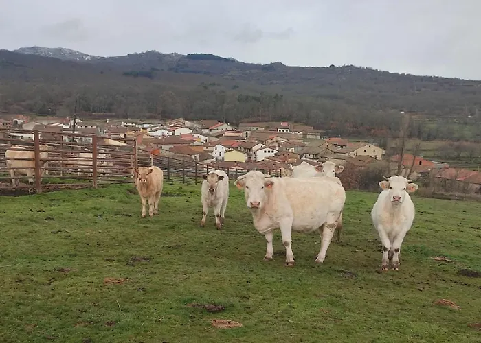 Regajo Lobos San Bartolome de Bejar